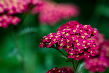 red yarrow flowers on a blurred background with bokeh. space for text. colorful flower photo. close-up. beautiful screensaver.