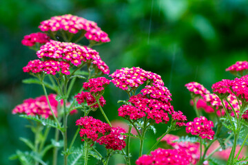 red yarrow flowers on a blurred background with bokeh. medicinal plant. colorful flower photography. close-up. natural lighting.