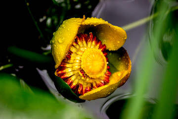 yellow water flower on a blurred background with bokeh. space for text. colorful flower photo....