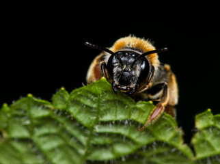 honey bee on a dark background. colorful photo of wildlife. macro photo of an insect. close-up. space for text
