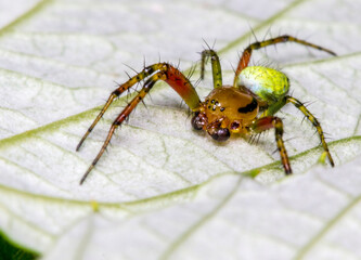 green cucumber spider on a leaf. colorful photo of wildlife. macro photo of an insect. close-up. space for text