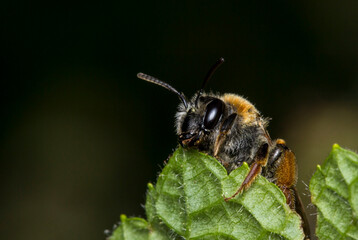 honey bee on a dark background. colorful photo of wildlife. macro photo of an insect. close-up. space for text
