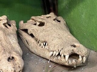 CABEZA DE COCODRILO