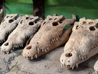 CRANEOS DE TRES COCODRILOS