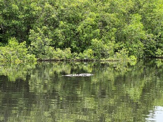 COCODRILO NADANDO EN RÍO