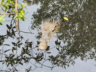 CABEZA DE COCODRILO SALIENDO DEL AGUA