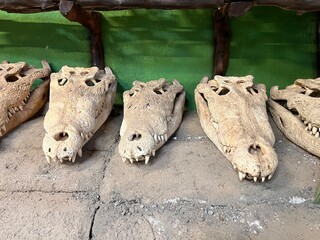 CRÁNEOS DE COCODRILO