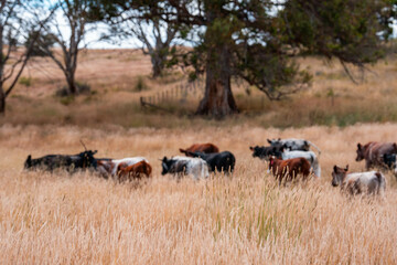 Herd of fat Cows in long grass in a field with pasture in summer