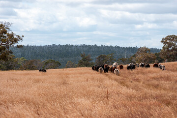 Herd of fat Cows in long grass in a field with pasture in summer