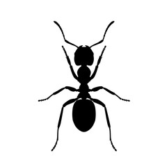 Black ant silhouette isolated on white background. Insect vector illustration perfect for biology, pest control, nature study, and educational conten
