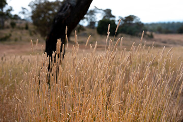 long native grasses on a regenerative agricultural farm. pasture in a grassland in the bush in...
