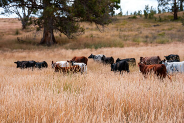 Herd of fat Cows in long grass in a field with pasture in summer