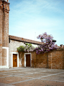 Wisteria flowering on ancient bricks walls with blue sky