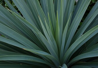 Fototapeta premium Close-up of Striking Blue-Green Plant Leaves Textured, Architectural Foliage
