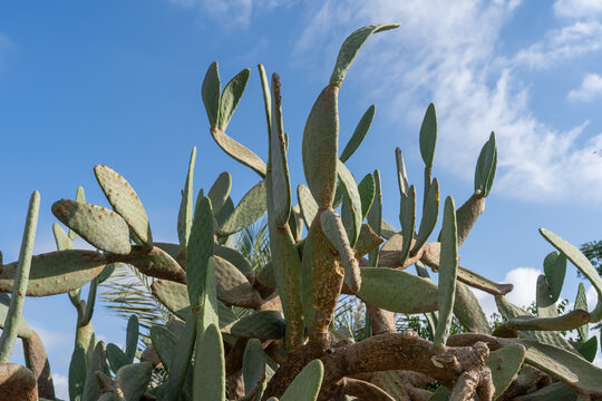 Prickly Pear Cactus Reaching Toward Blue Sky