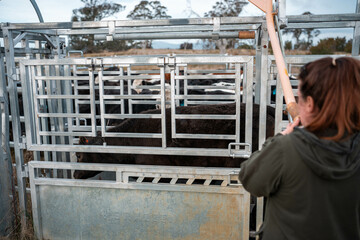 regenerative organic farmer, taking soil samples and looking at plant growth in a farm. practicing...