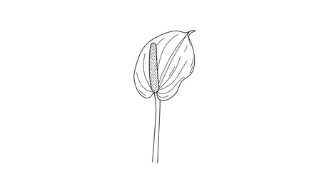 Vector Isolated Alcatraz Flower Blossom &ndash; Black and White Contour Line Drawing of Calla Lily
