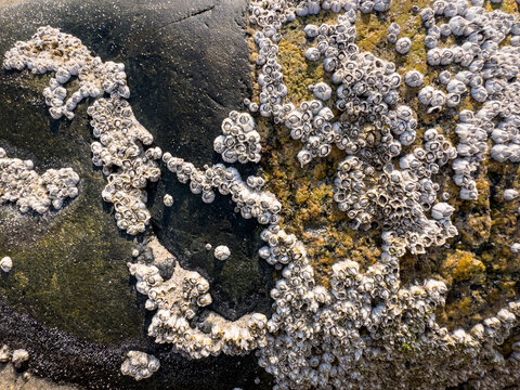 Barnacle ocean stone background still life 