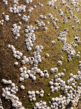 Barnacle ocean stone background