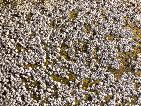 Barnacle ocean stone background design