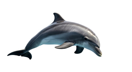 Majestic Dolphin in the Deep: An Underwater Ballet of Grace and Power