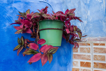 Pink and Green Tradescantia Zebrina Grows in. a Mounted Plant Pot in Chefchaouen Morocco