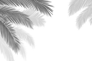 Realistic shadow overlay effect. Natural palm leaf shadows isolated on transparent background. Tropical coconut branch shade, foliage silhouette decoration. Design element for summer spring projects