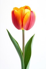 Obraz premium Single orange-red tulip on white background