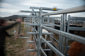 regenerative organic farmer, taking soil samples and looking at plant growth in a farm. practicing sustainable agriculture good looking farmer