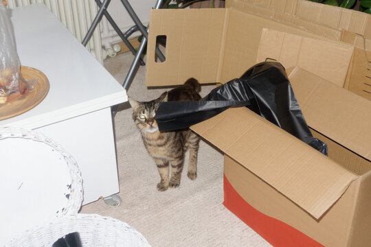 cat sits among boxes during move