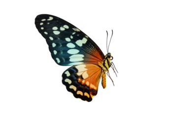 A vibrant butterfly with orange, black, and white wings is isolated on a transparent background