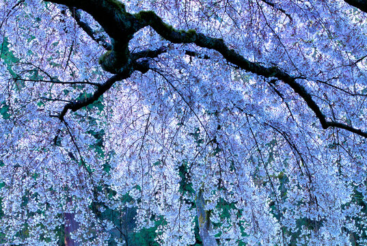 Overhanging canopy cherry tree blossoms Washington Park Arboretum 