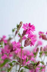 Close up of Pink Flowers of Silene 'Sibella Carmine'