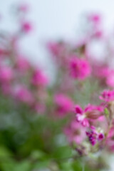 Close up of Pink Flowers of Silene 'Sibella Carmine'