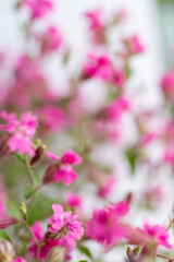 Close up of Pink Flowers of Silene 'Sibella Carmine'