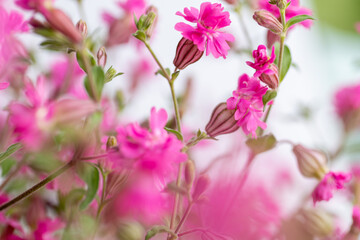 Obraz premium Close up of Pink Flowers of Silene 'Sibella Carmine'