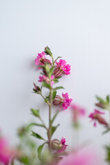 Close up of Pink Flowers of Silene 'Sibella Carmine'