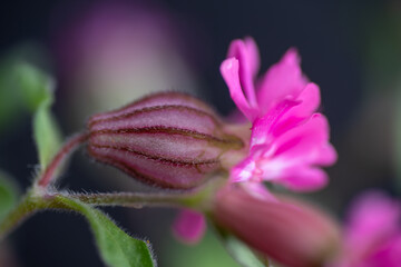 Close up of Silene 'Sibella Carmine' Pink Flowers