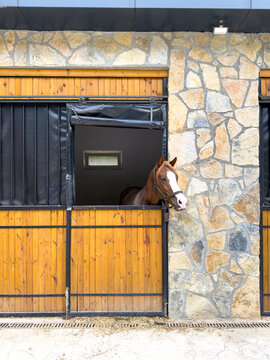 Beautiful Horse in a Stable with Stone and Wooden Wall Elements