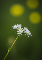 A single delicate white wildflower blooms gracefully on a slender stem. The soft-focus background of a green meadow is adorned with dreamy yellow bokeh light circles.
