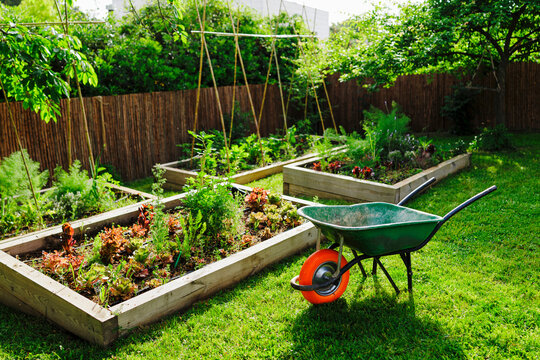 Wheelbarrow stands in lush backyard garden with raised beds