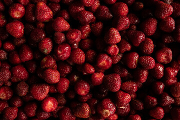 Freshly Harvested Strawberries