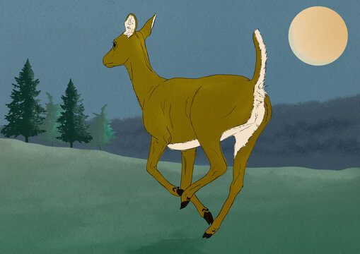 Antelope Running Through Mountain Meadow 