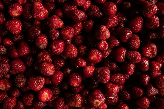 Freshly Harvested Strawberries