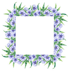 Obraz premium Wreaths chicory field plant on a white background. Hand drawn watercolor flowers plants chicory frame. Chicory Frame for packaging design, cards, invitations, etc.