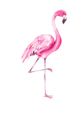 Pink flamingo tropical bird. Watercolor flamingo for design cards, invitations and branding. Tropical plant hibiscus