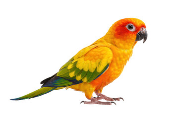 Fototapeta premium A vibrant sun conure parrot with bright yellow and orange plumage perches gracefully, isolated on transparent background