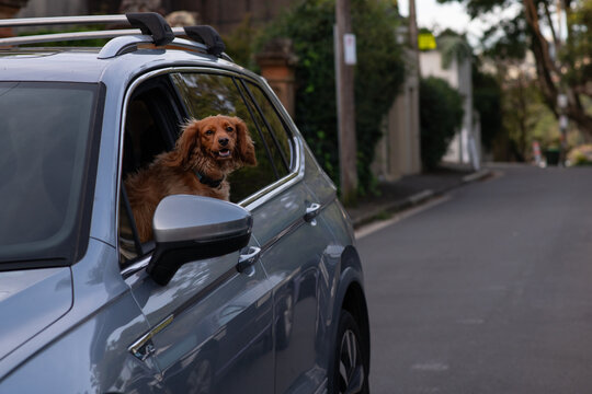 dog in car window