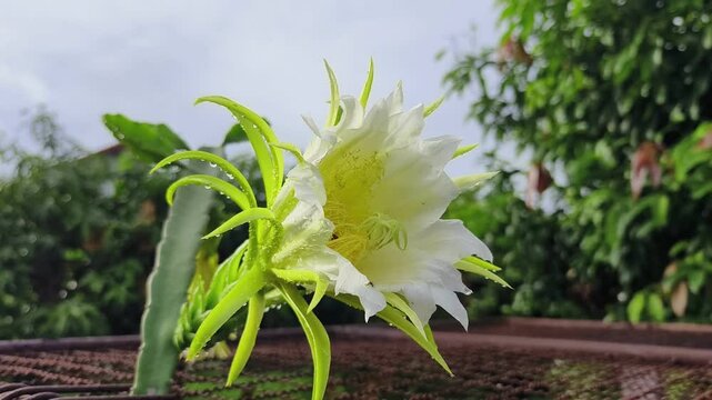 Close-up of Yellow dragon fruit flower