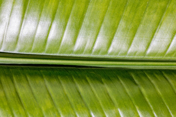 Close-up of vibrant green tropical leaf with large parallel ridges
